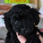 ティーカッププードルの子犬 ブラック ティーカッププードル ブリーダー 子犬販売の専門店 AngelWan 横浜