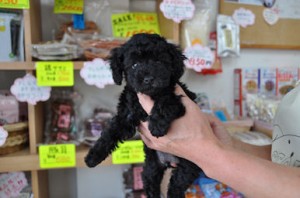 ティーカッププードル 2kg以内 子犬 ティーカッププードル ブリーダー 子犬販売の専門店 AngelWan 横浜 空輸 ANA
