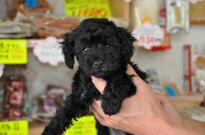 ティーカッププードル もこもこ ふわふわ ティーカッププードル ブリーダー 子犬販売の専門店 AngelWan 横浜市 戸塚区 泉区