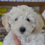 トイプードル　ブリーダー　子犬販売の専門店　AngelWan　横浜