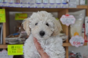 トイプードル　ブリーダー　子犬販売の専門店　AngelWan　横浜市　戸塚区　泉区　旭区