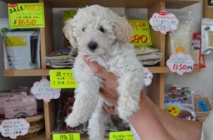 トイプードル　ブリーダー　子犬販売の専門店　AngelWan　横浜　テディベアカット