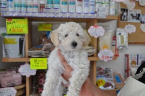 トイプードル　ブリーダー　子犬販売の専門店　AngelWan　横浜市　港南区　港北区