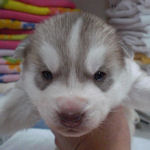 シベリアンハスキー　ブリーダー　子犬販売の専門店　AngelWan　横浜