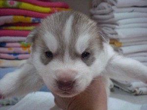 シベリアンハスキー　ブリーダー　子犬販売の専門店　AngelWan　横浜市　戸塚区　泉区