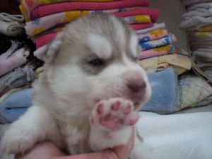 シベリアンハスキー　ブリーダー　子犬販売の専門店　AngelWan　東京都　神奈川県
