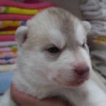 シベリアンハスキー　ブリーダー　子犬販売の専門店　ＡｎｇｅｌＷａｎ　横浜