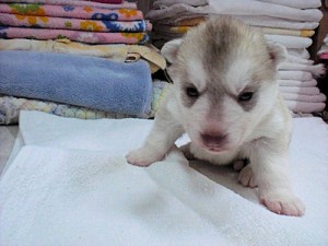 シベリアンハスキー　ブリーダー　子犬販売の専門店　ＡｎｇｅｌＷａｎ　横浜　藤沢　鎌倉