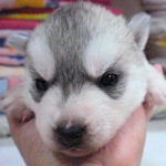 シベリアンハスキーの子犬 シルバー&ホワイト シベリアンハスキー ブリーダー 子犬販売の専門店 AngelWan 横浜