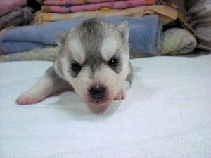 シベリアンハスキー ペットショップ PUPPY シベリアンハスキー ブリーダー 子犬販売の専門店 AngelWan 木村拓哉 南極物語