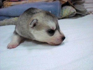 シベリアンハスキー 南極物語 仔犬 シベリアンハスキー ブリーダー 子犬販売の専門店 AngelWan 横浜市 瀬谷区 旭区