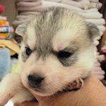 シベリアンハスキー ペット販売 こいぬ シベリアンハスキー ブリーダー 子犬販売の専門店 AngelWan 横浜