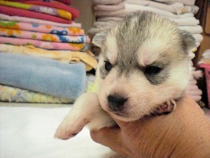 シベリアンハスキー シルバー&ホワイト こいぬ シベリアンハスキー ブリーダー 子犬販売の専門店 AngelWan 横浜