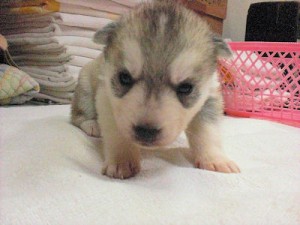 シベリアンハスキー 赤ちゃん 出産 ブリーダー シベリアンハスキー ブリーダー 子犬販売の専門店 AngelWan YOKOHAMA