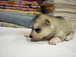 シベリアンハスキー 大型犬 仔犬 シベリアンハスキー ブリーダー 子犬販売の専門店 AngelWan 南極物語 木村拓哉