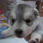 シベリアンハスキーの子犬 シルバー&ホワイト シベリアンハスキー ブリーダー 子犬販売の専門店 AngelWan 横浜