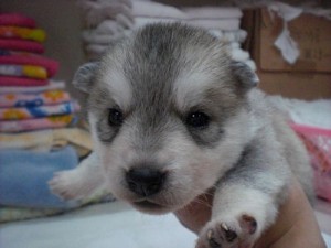 シベリアンハスキー ブリーダー ペットショップ シベリアンハスキー ブリーダー 子犬販売の専門店 AngelWan 全国発送可能