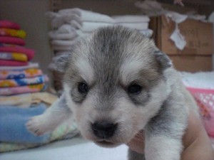 シベリアンハスキー ブリーダー ペット 大型犬 シベリアンハスキー ブリーダー 子犬販売の専門店 AngelWan 神奈川県 横浜市