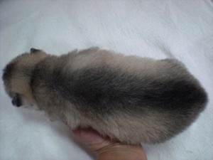 シベリアンハスキー 南極物語 ペットショップ シベリアンハスキー ブリーダー 子犬販売の専門店 AngelWan 東京都内 神奈川 静岡