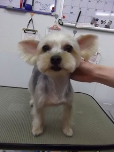 MIX　ブリーダー　子犬販売の専門店　AngelWan　横浜　ペットショップ　雑種
