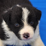 ボーダーコリー　ブリーダー　子犬販売の専門店　AngelWan　横浜