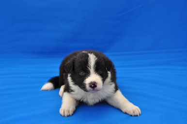 ボーダーコリー　ブリーダー　子犬販売の専門店　AngelWan　東京都内　神奈川県