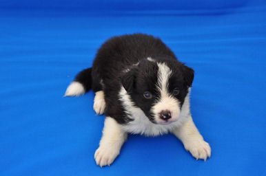 ボーダーコリー　ブリーダー　子犬販売の専門店　AngelWan　横浜