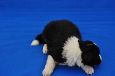 ボーダーコリー　ブリーダー　子犬販売の専門店　AngelWan　山梨県　静岡県　長野県