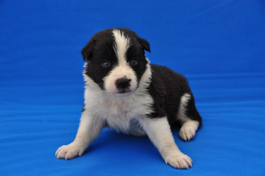 ボーダーコリー 血統優秀 代々チャンピオン ボーダーコリー ブリーダー 子犬販売の専門店 AngelWan 横浜市 戸塚区 泉区