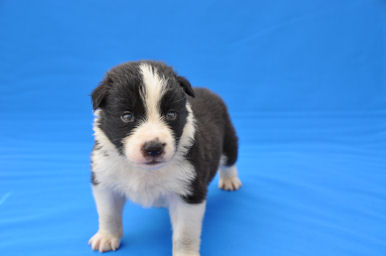 ボーダーコリー 全国お届け ブリーダー直販 ボーダーコリー ブリーダー 子犬販売の専門店 AngelWan 千葉 埼玉 神奈川 東京