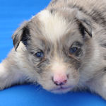 ボーダーコリー　ブリーダー　子犬販売の専門店　AngelWan　横浜