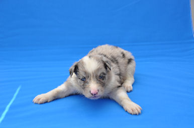 ボーダーコリー　ブリーダー　子犬販売の専門店　AngelWan　東京都　湘南　小田原