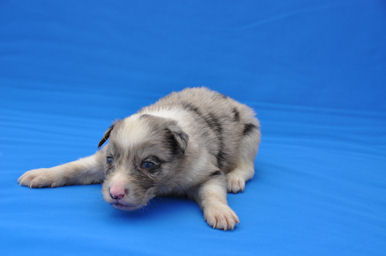 ボーダーコリー　ブリーダー　子犬販売の専門店　AngelWan　全国対応可能　空輸