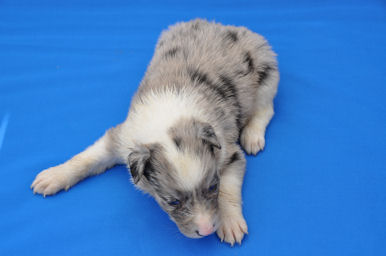 ボーダーコリー　ブリーダー　子犬販売の専門店　AngelWan　長野　山梨　静岡　愛知