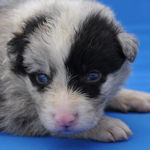 ボーダーコリー　ブリーダー　子犬販売の専門店　AngelWan　横浜