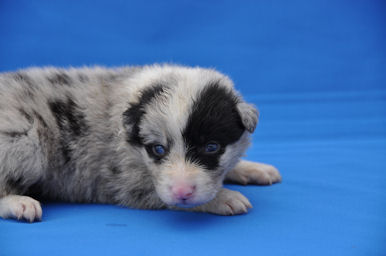 ボーダーコリー　ブリーダー　子犬販売の専門店　AngelWan　中型犬　イギリス