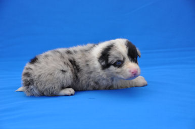 ボーダーコリー　ブリーダー　子犬販売の専門店　AngelWan　横浜市　港南区　中区