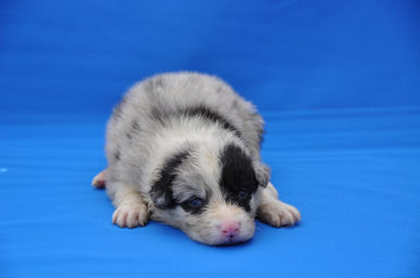 ボーダーコリー　ブリーダー　子犬販売の専門店　AngelWan　横浜　直販　全国対応