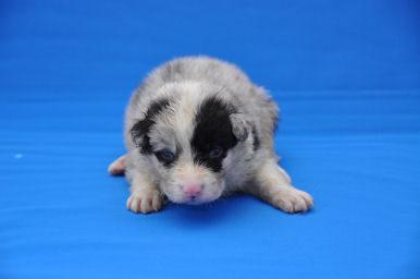 ボーダーコリー　ブリーダー　子犬販売の専門店　AngelWan　横浜市　静岡　山梨　長野