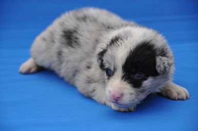 ボーダーコリー　ブリーダー　子犬販売の専門店　AngelWan　見学可能