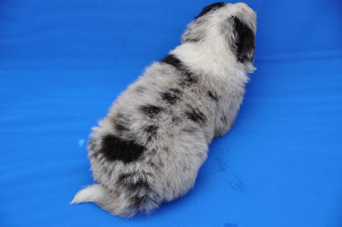 ボーダーコリー　ブリーダー　子犬販売の専門店　AngelWan　トレーニング　学習能力