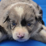 ボーダーコリー　ブリーダー　子犬販売の専門店　AngelWan　横浜