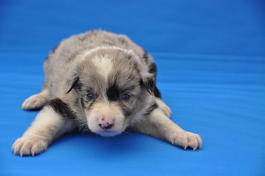 ボーダーコリー　ブリーダー　子犬販売の専門店　AngelWan　横浜