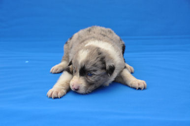 ボーダーコリー　ブリーダー　子犬販売の専門店　AngelWan　ANA JAL　空輸