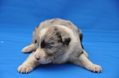 ボーダーコリー　ブリーダー　子犬販売の専門店　AngelWan　スコットランド