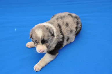 ボーダーコリー　ブリーダー　子犬販売の専門店　AngelWan　静岡　山梨　群馬　栃木