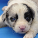 ボーダーコリー　ブリーダー　子犬販売の専門店　AngelWan　横浜