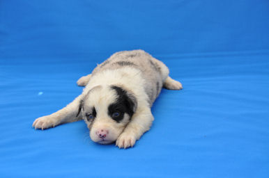 ボーダーコリー　ブリーダー　子犬販売の専門店　AngelWan　横浜