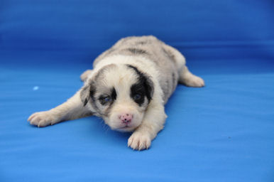 ボーダーコリー　ブリーダー　子犬販売の専門店　AngelWan　横浜