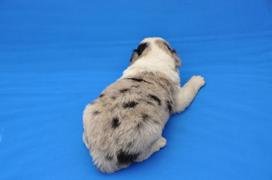 ボーダーコリー　ブリーダー　子犬販売の専門店　AngelWan